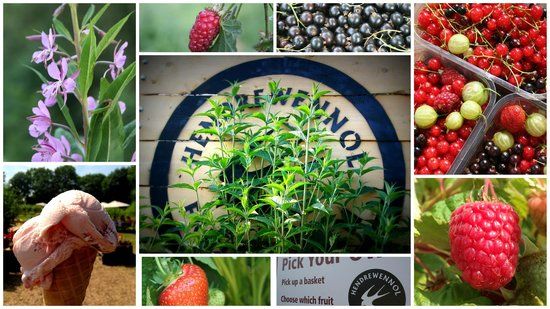 Hendrewennol Fruit Garden